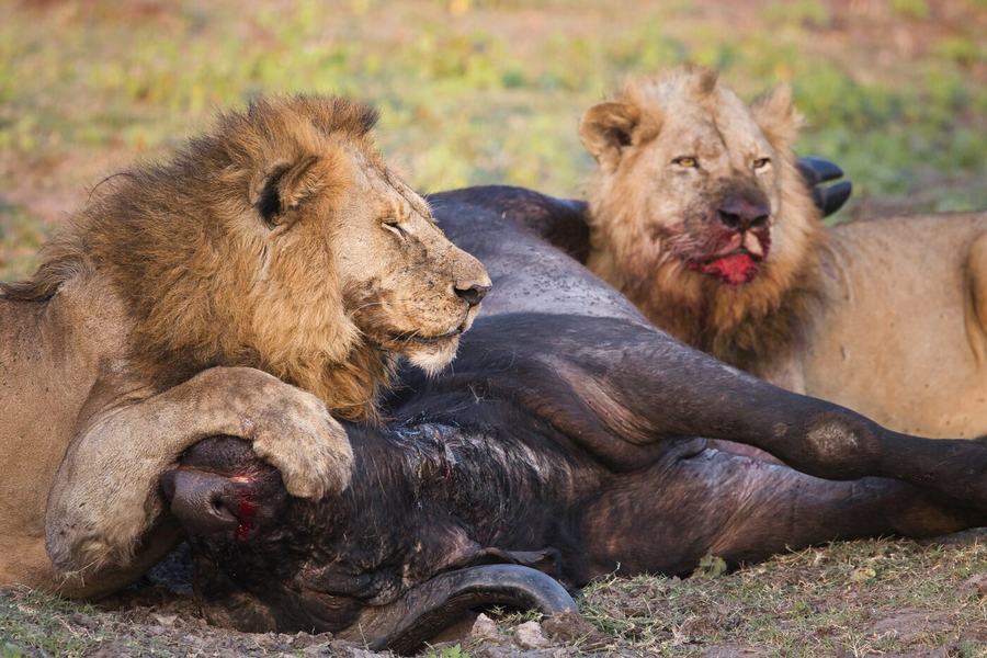 Lions & Leopards – Tanzania