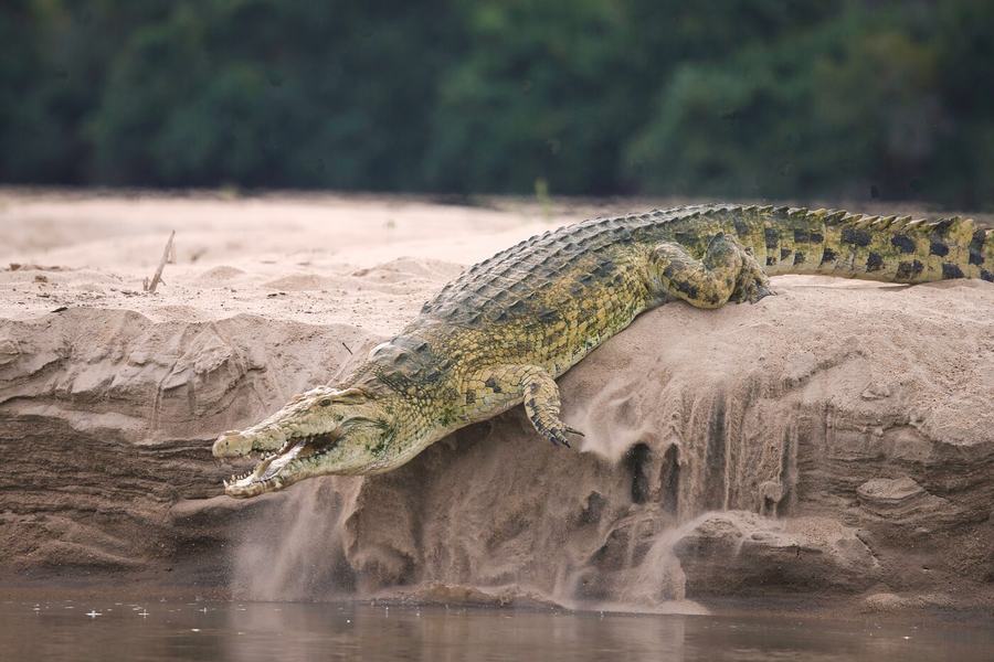 Elephants, zebras, birds & more – Tanzania