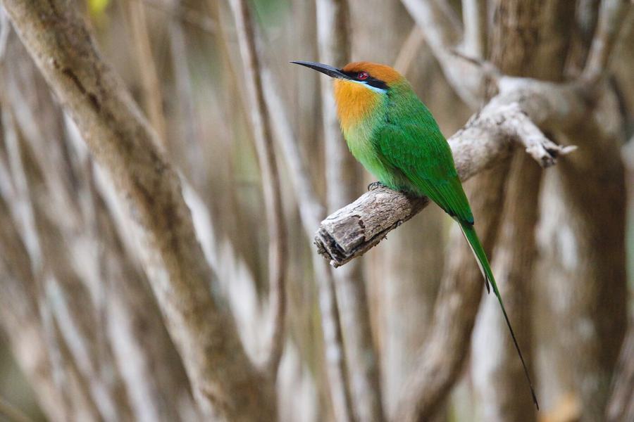 Elephants, zebras, birds & more – Tanzania