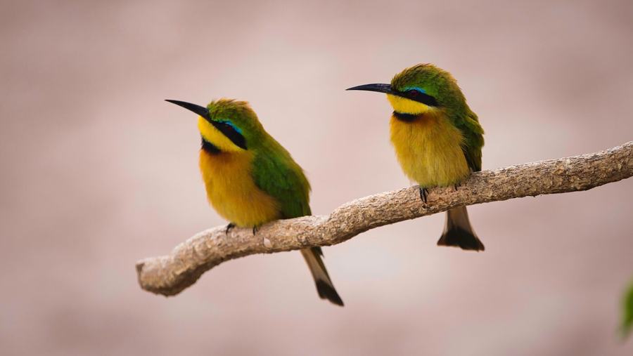 Elephants, zebras, birds & more – Tanzania