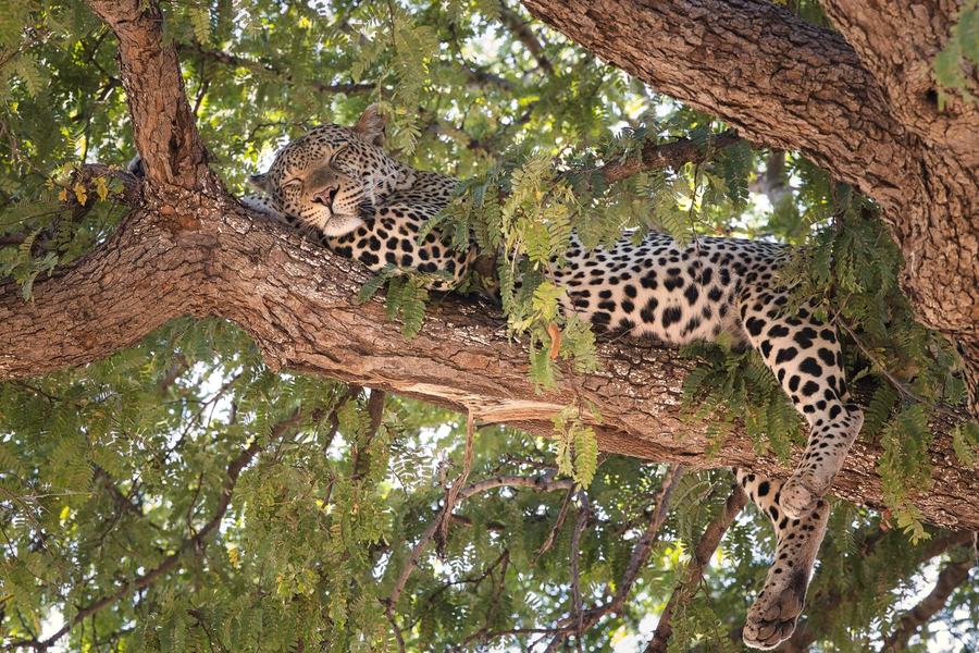 Lions & Leopards – Tanzania