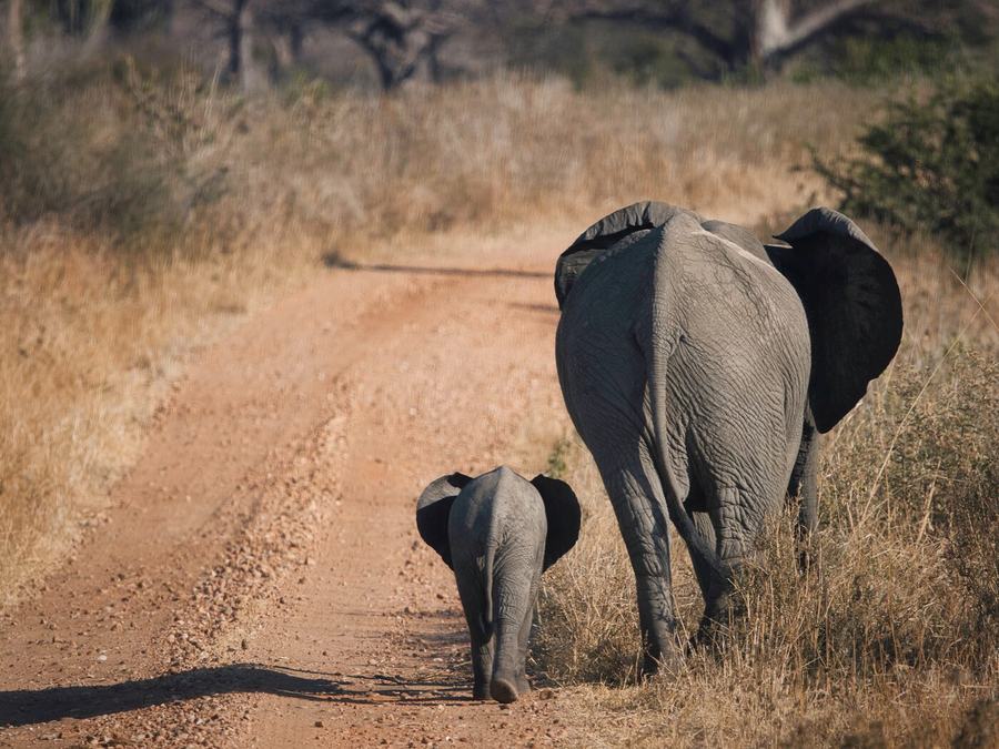 Elephants, zebras, birds & more – Tanzania