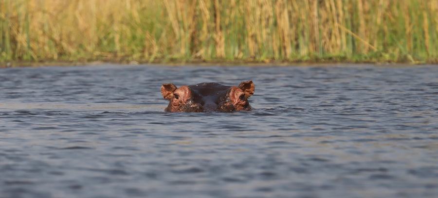 Elephants, zebras, birds & more – Botswana