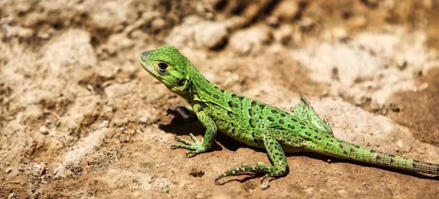Frogs, butterflies, hummingbird & more – Costa Rica