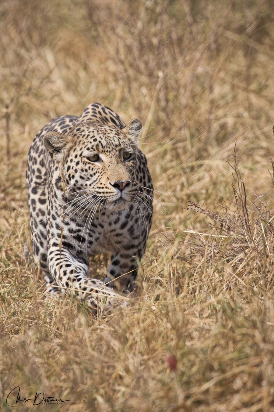 Lions & Leopards – Botswana