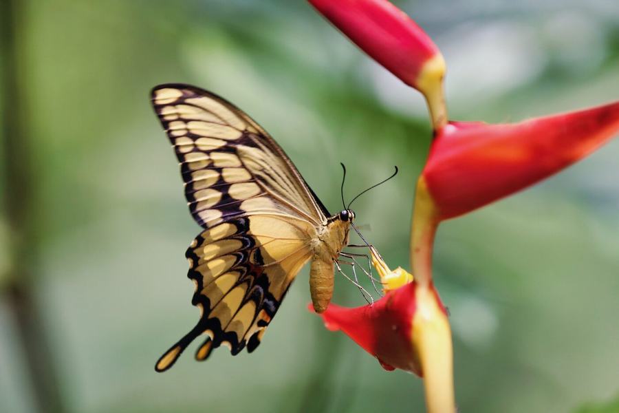 Frogs, butterflies, hummingbird & more – Costa Rica