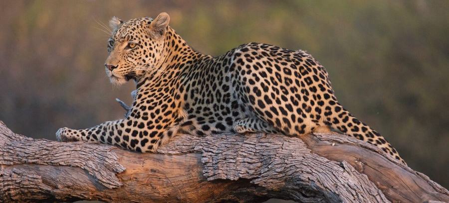 Lions & Leopards – Botswana