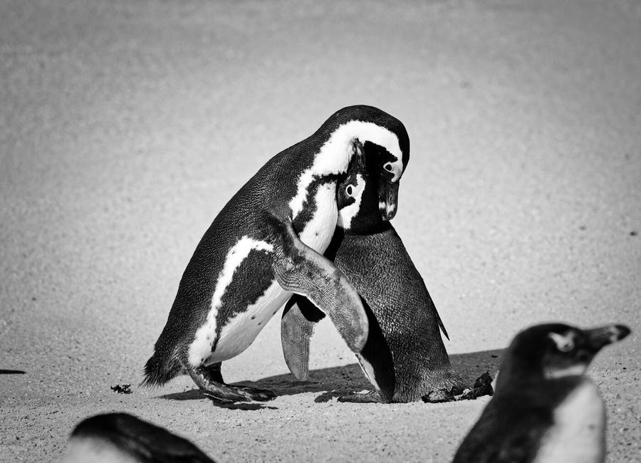 Elephants, zebras, birds & more – Cape Town, South Africa
