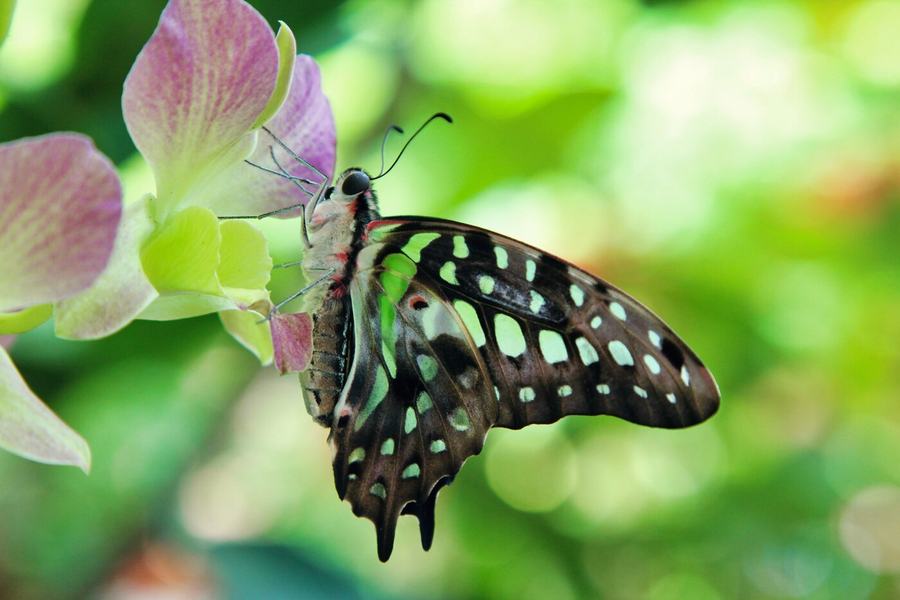 Frogs, butterflies, hummingbird & more – Key West, USA