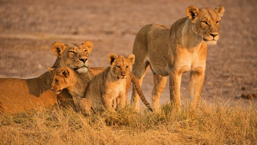 Lions & Leopards – Botswana