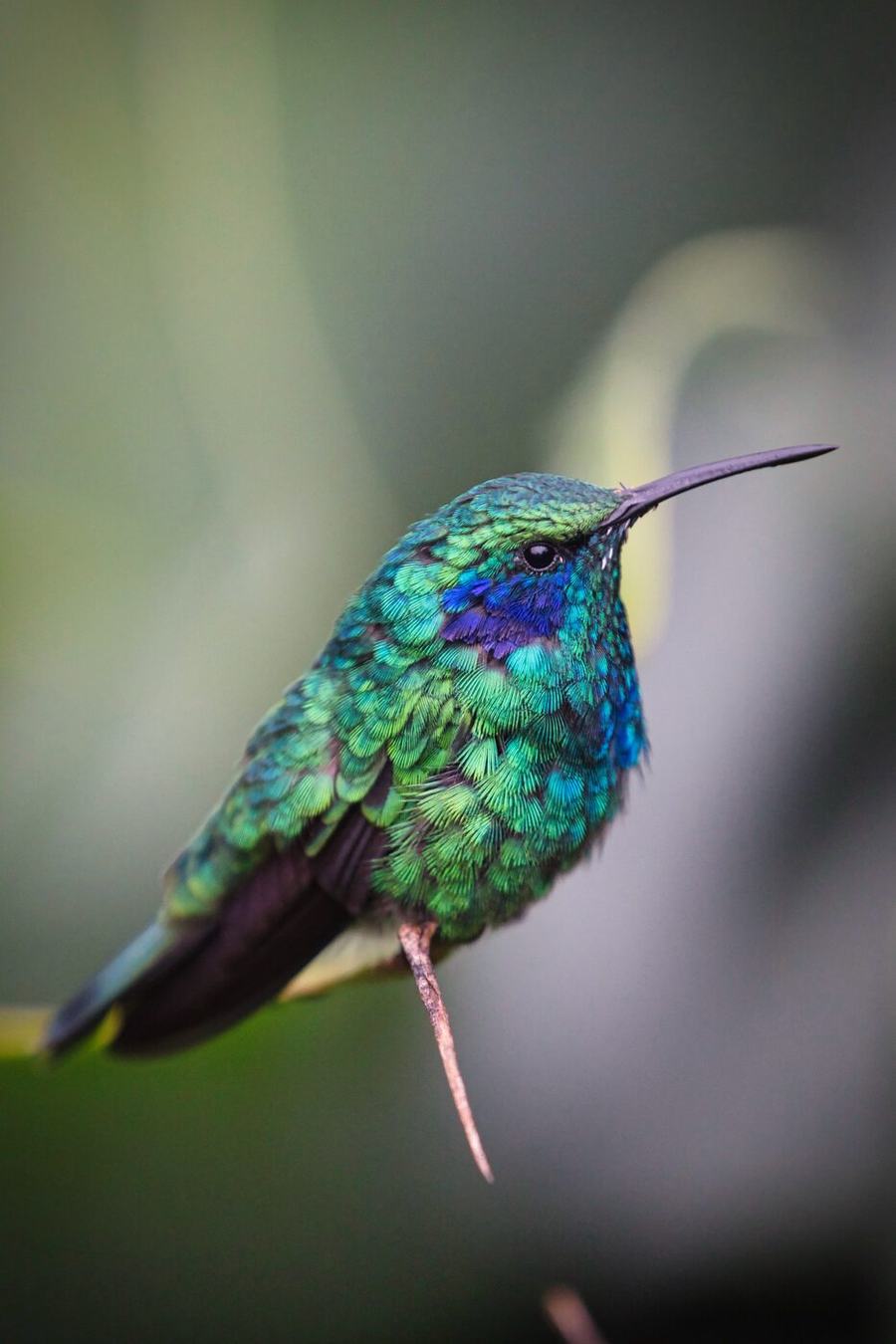 Frogs, butterflies, hummingbird & more – Costa Rica