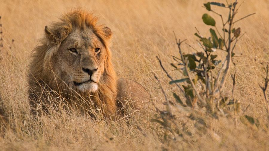 Lions & Leopards – Botswana