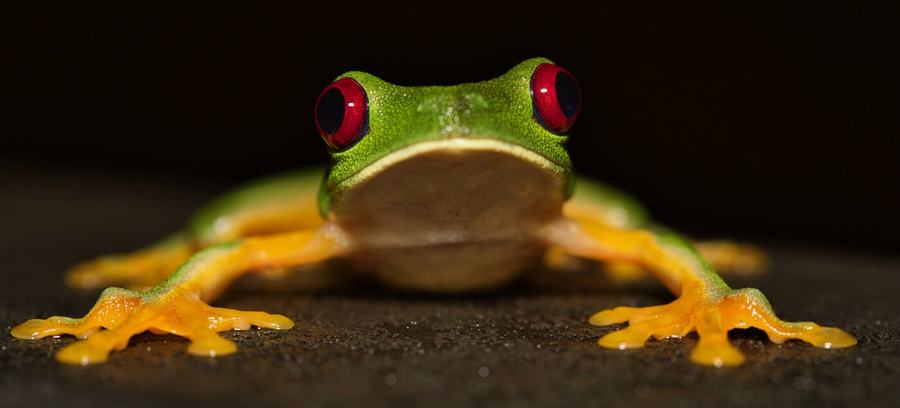 Frogs, butterflies, hummingbird & more – Costa Rica