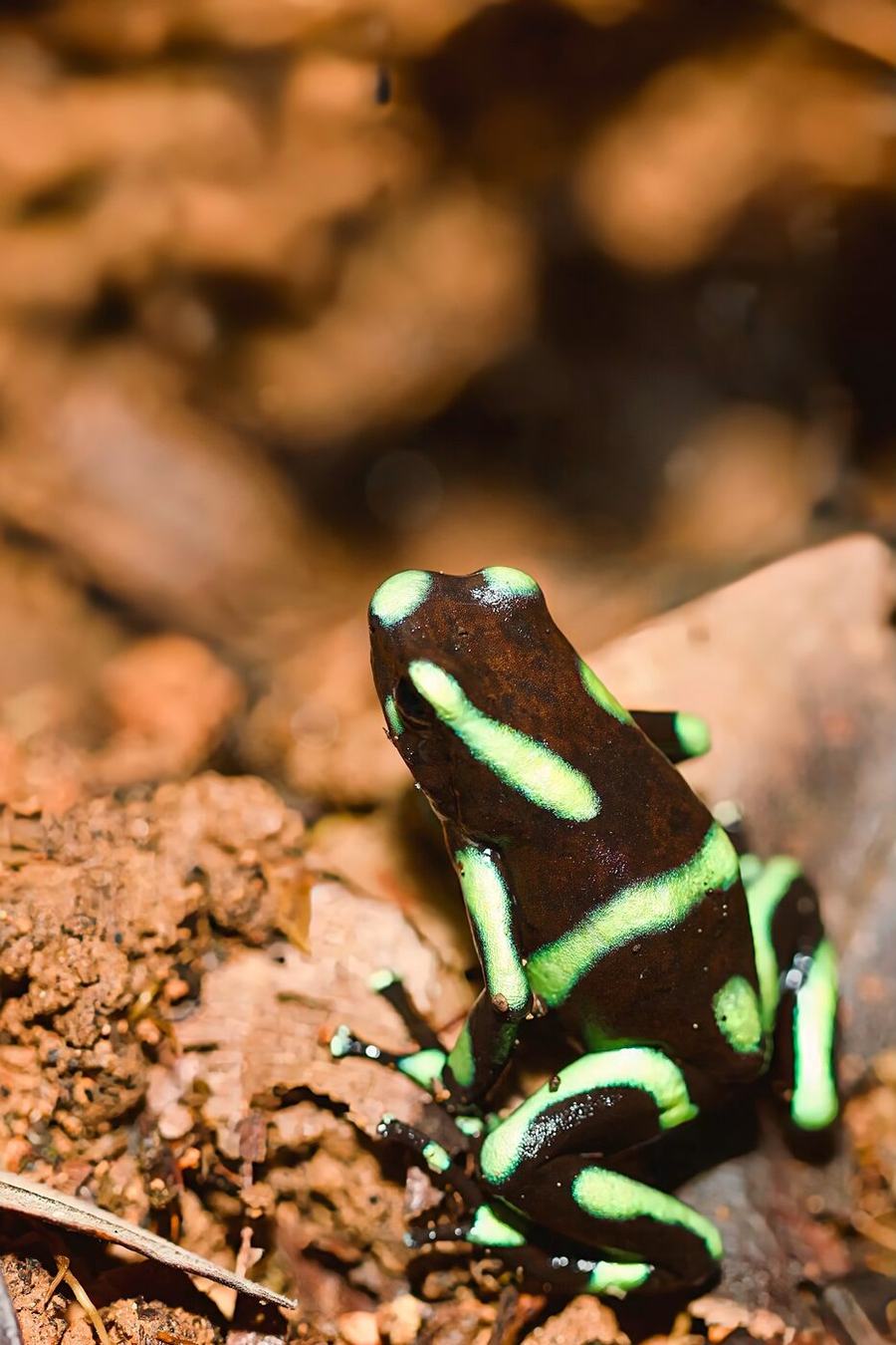 Frogs, butterflies, hummingbird & more – Costa Rica