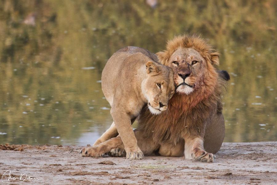 Lions & Leopards – Botswana