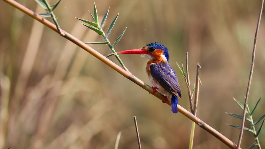 Elephants, zebras, birds & more – Botswana