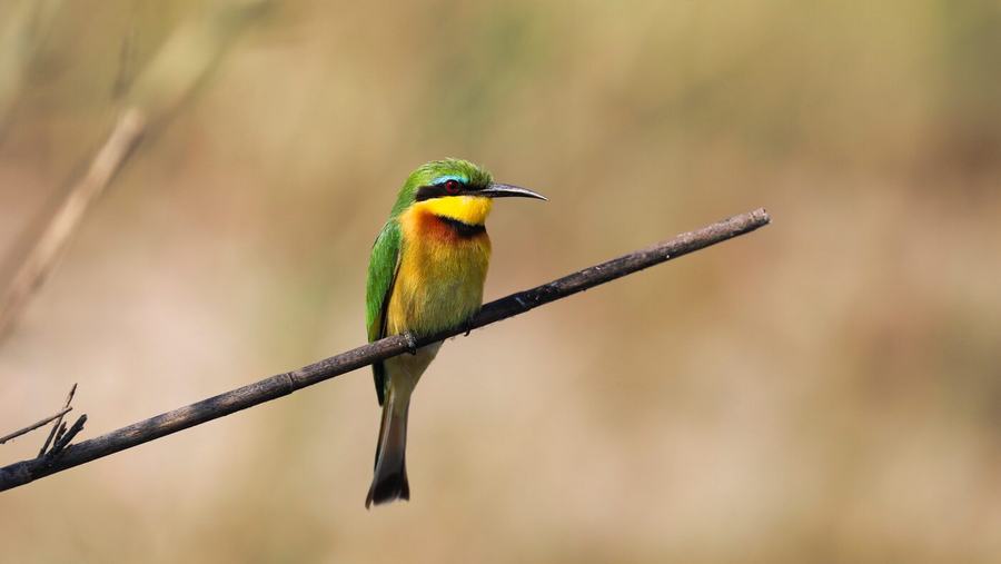 Elephants, zebras, birds & more – Botswana