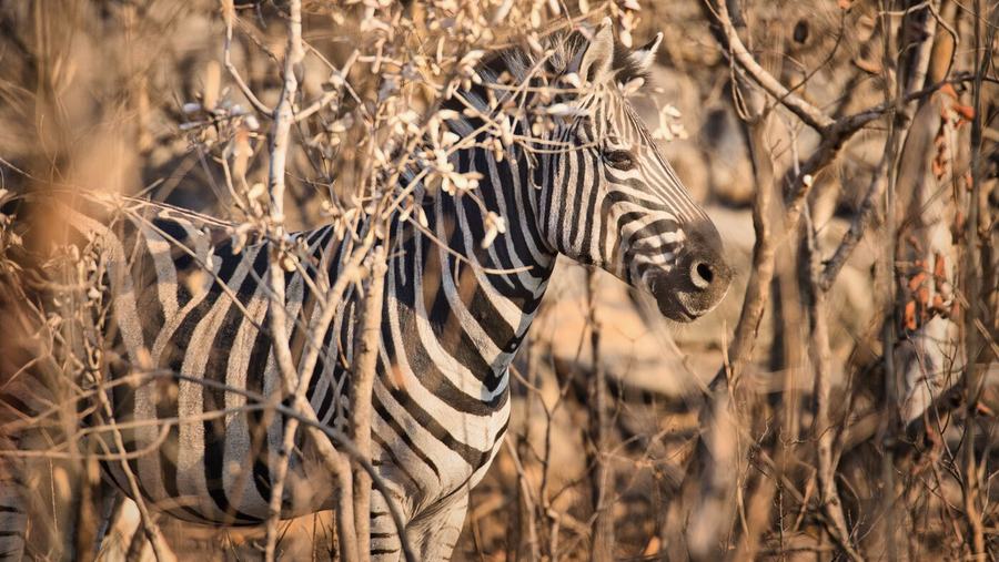 Elephants, zebras, birds & more – Kruger, South Africa
