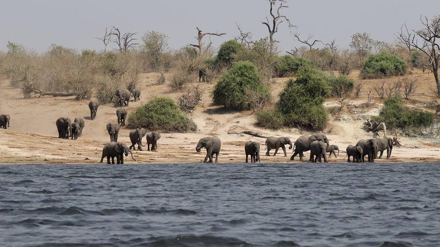 Elephants, zebras, birds & more – Botswana