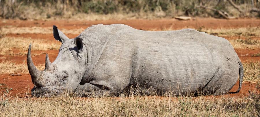 Elephants, zebras, birds & more – Hluhluwe, South Africa