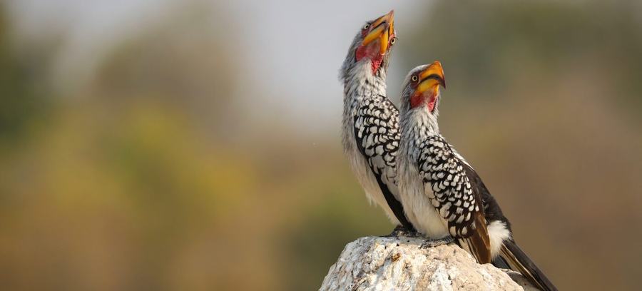Elephants, zebras, birds & more – Botswana
