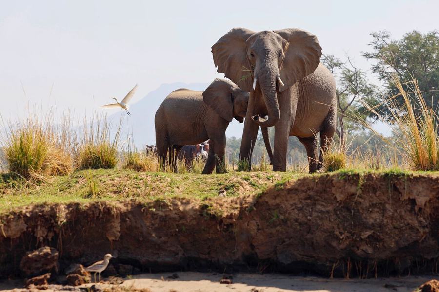 Elephants, zebras, birds & more – Zambia