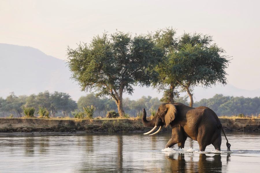 Elephants, zebras, birds & more – Zambia