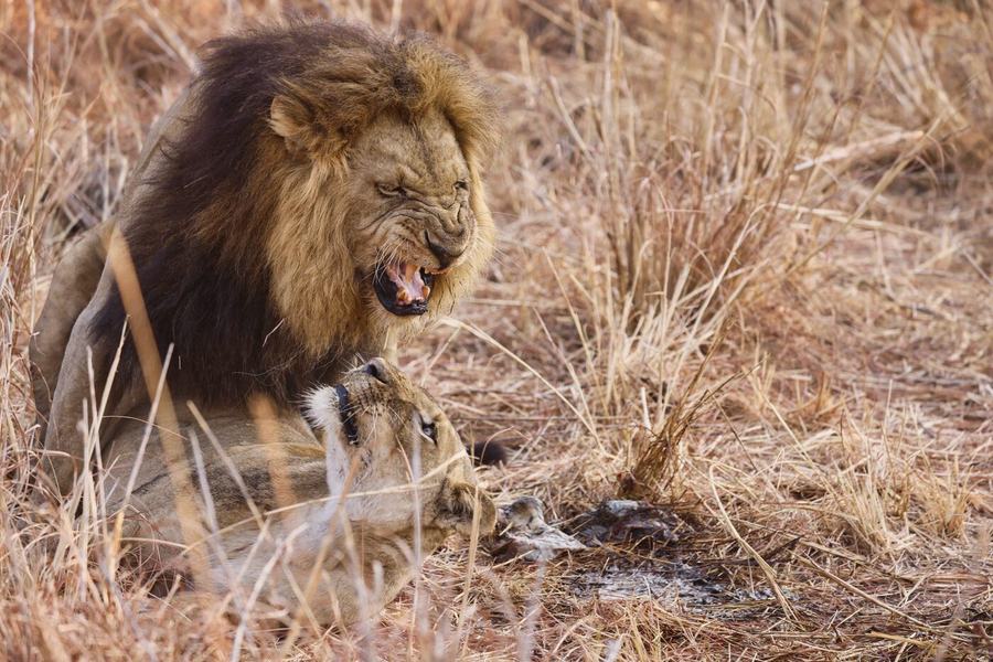 Lions & Leopards – Zambia