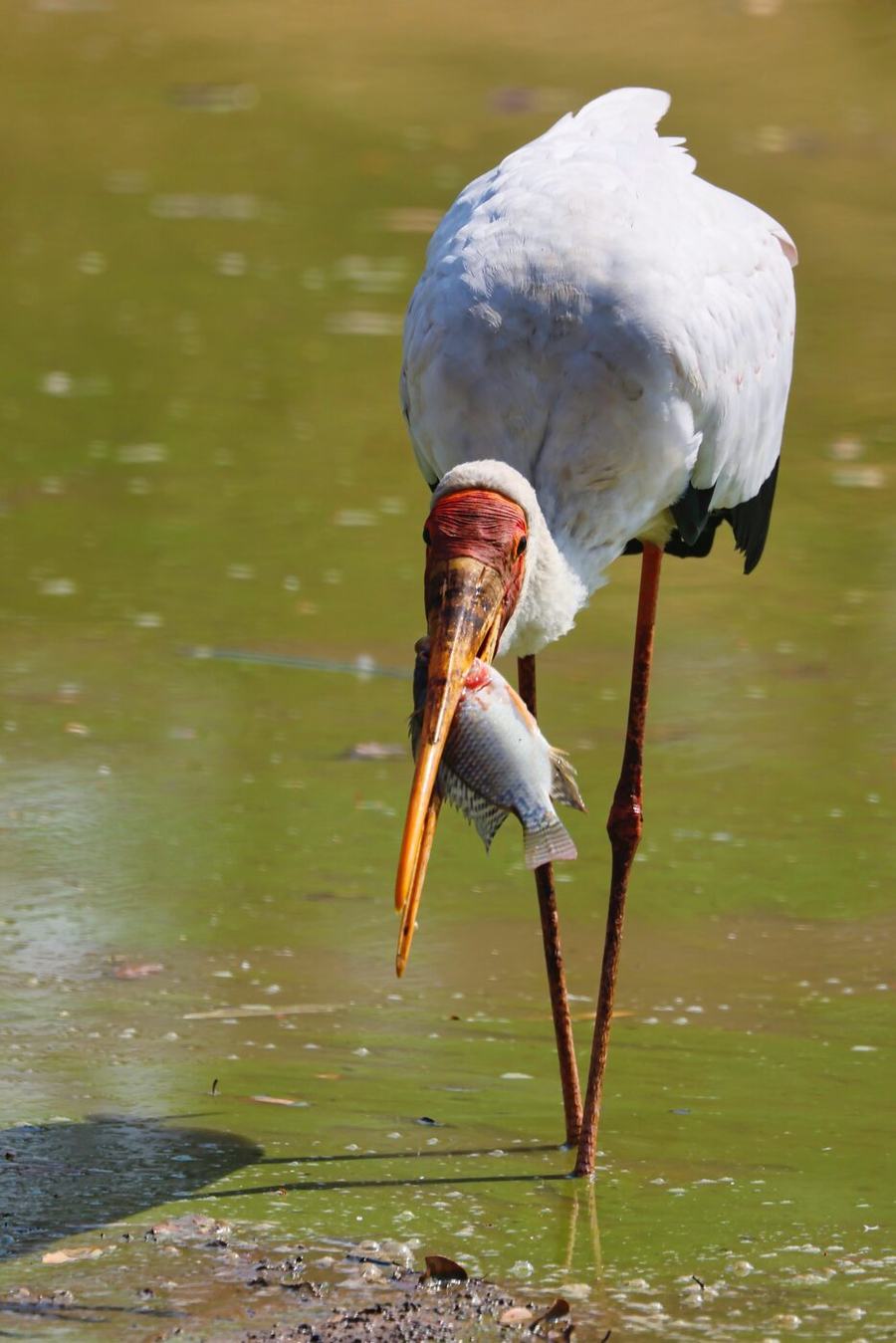 Elephants, zebras, birds & more – Zambia