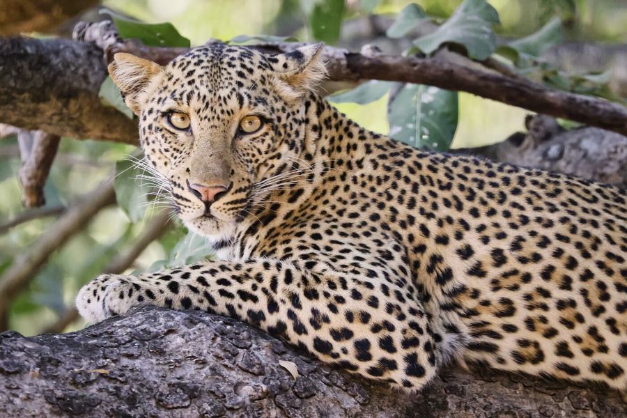 Lions & Leopards – Zambia