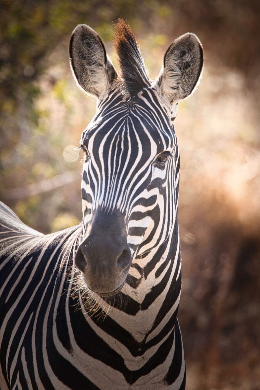 Elephants, zebras, birds & more – Tanzania