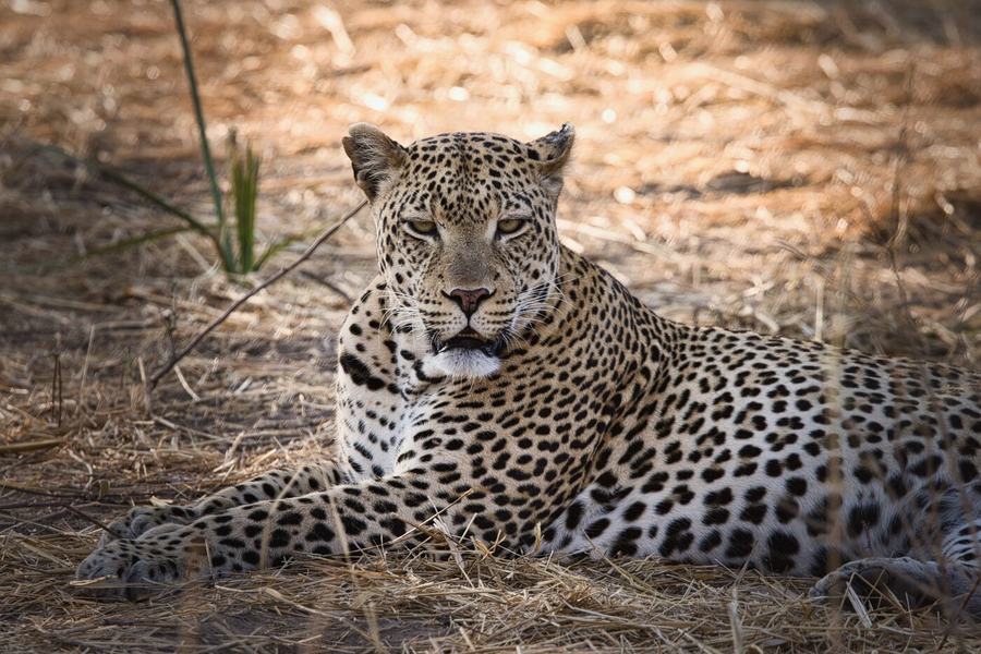 Lions & Leopards – Tanzania